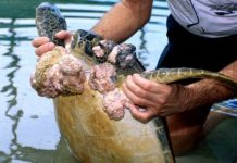 Animales padecen de cáncer de piel a causa de la contaminación