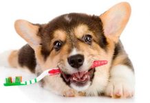 Salud bucal para mascotas, todo lo que tienes que saber para prevenir enfermedades dentales
