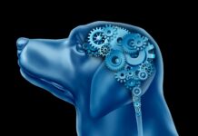 ¿Qué sucede en el cerebro de tu perro cuando le hablas?