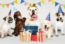 Tener un perro en 2022 es más caro en México por la inflación