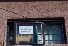 ¿POR QUÉ LOS GATOS DUERMEN EN SITIOS EXTRAÑOS?