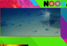 Científicos descubren que se produce oxígeno “oscuro” a 4.000 metros de profundidad en el océano